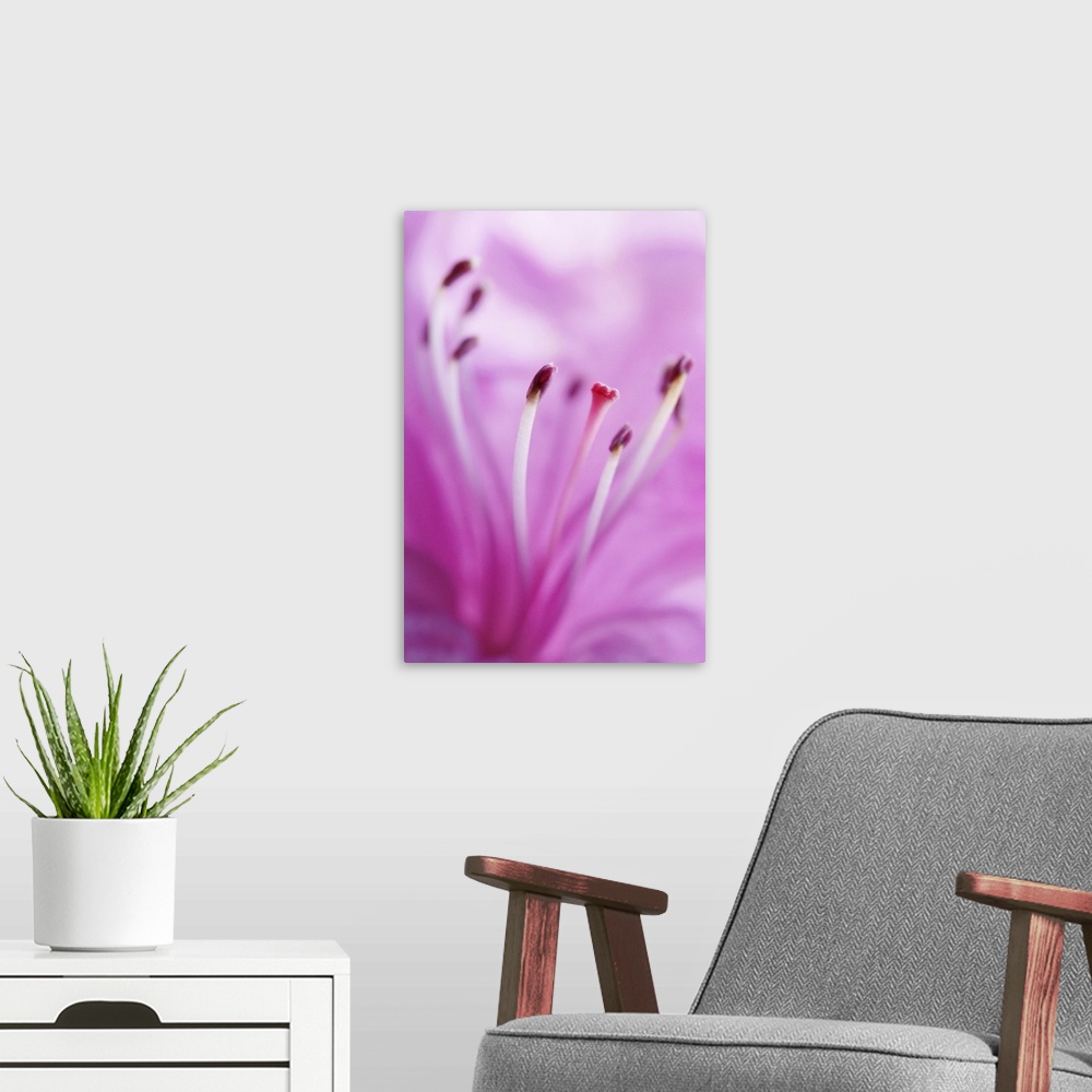 A modern room featuring Pink Lily Stamen Detail