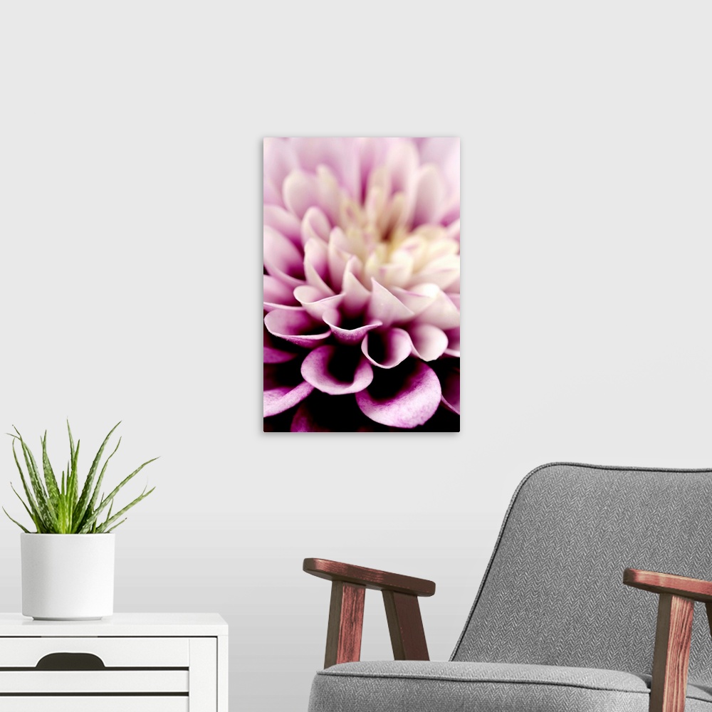 A modern room featuring Giant photograph focuses in on the detailed petals of a dahlia flower.  The sharp focus on the pe...