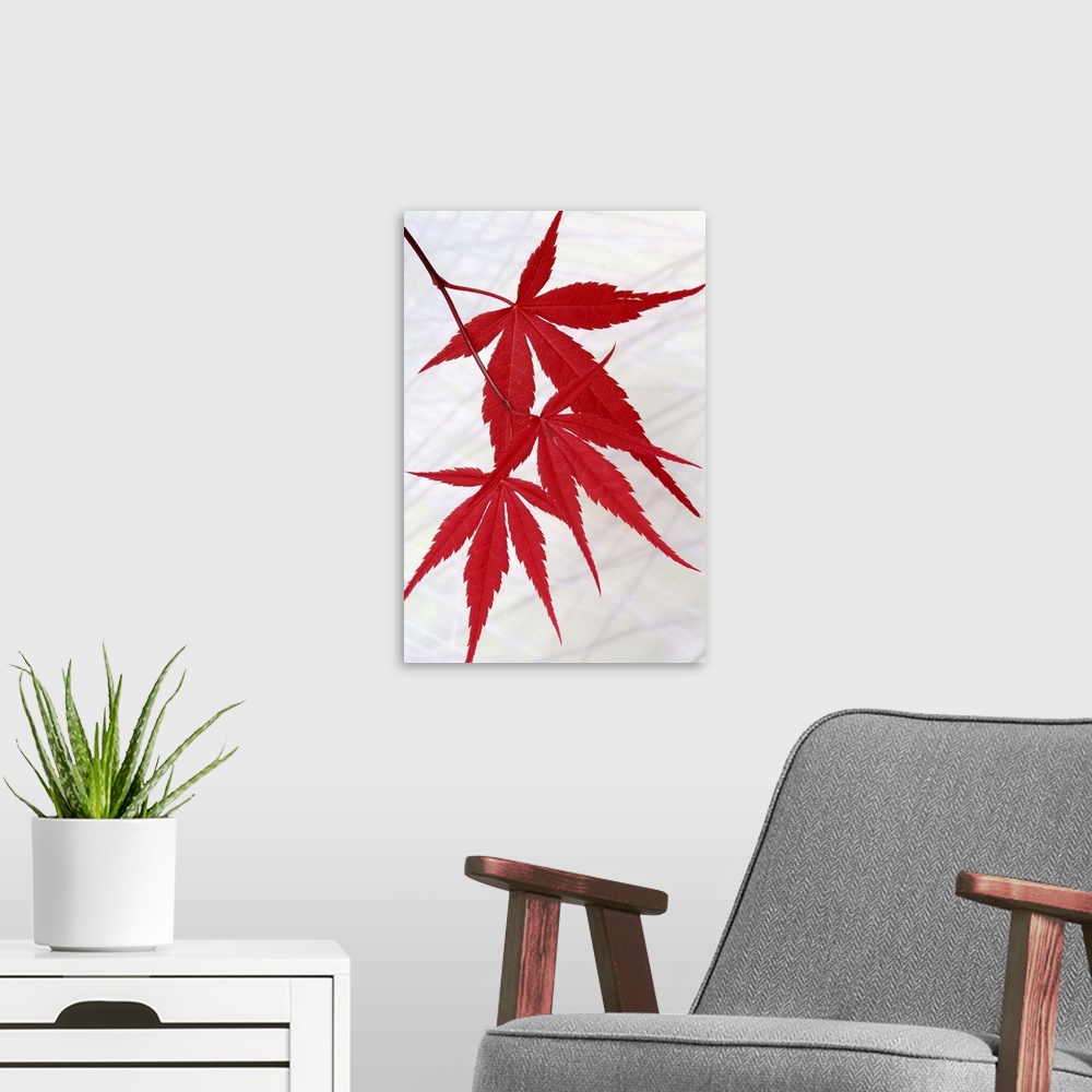 A modern room featuring Close up photo of three bright red Japanese Maple leaves hanging from a tree.