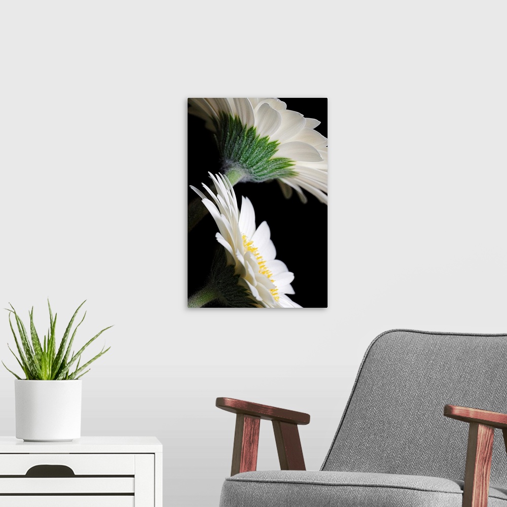 A modern room featuring This huge wall art is a macro photograph of daisies viewed from the side and the back.