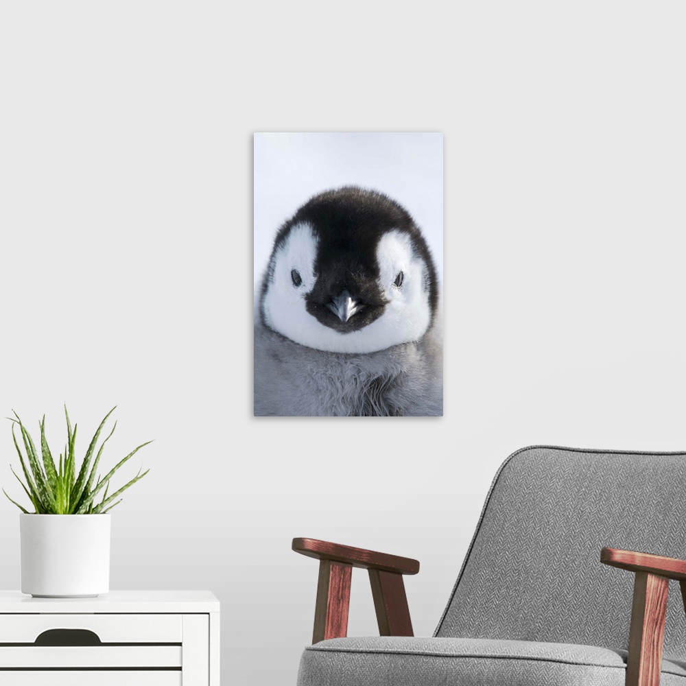 A modern room featuring Emperor Penguin (Aptenodytes forsteri) chick, Prydz Bay, eastern Antarctica