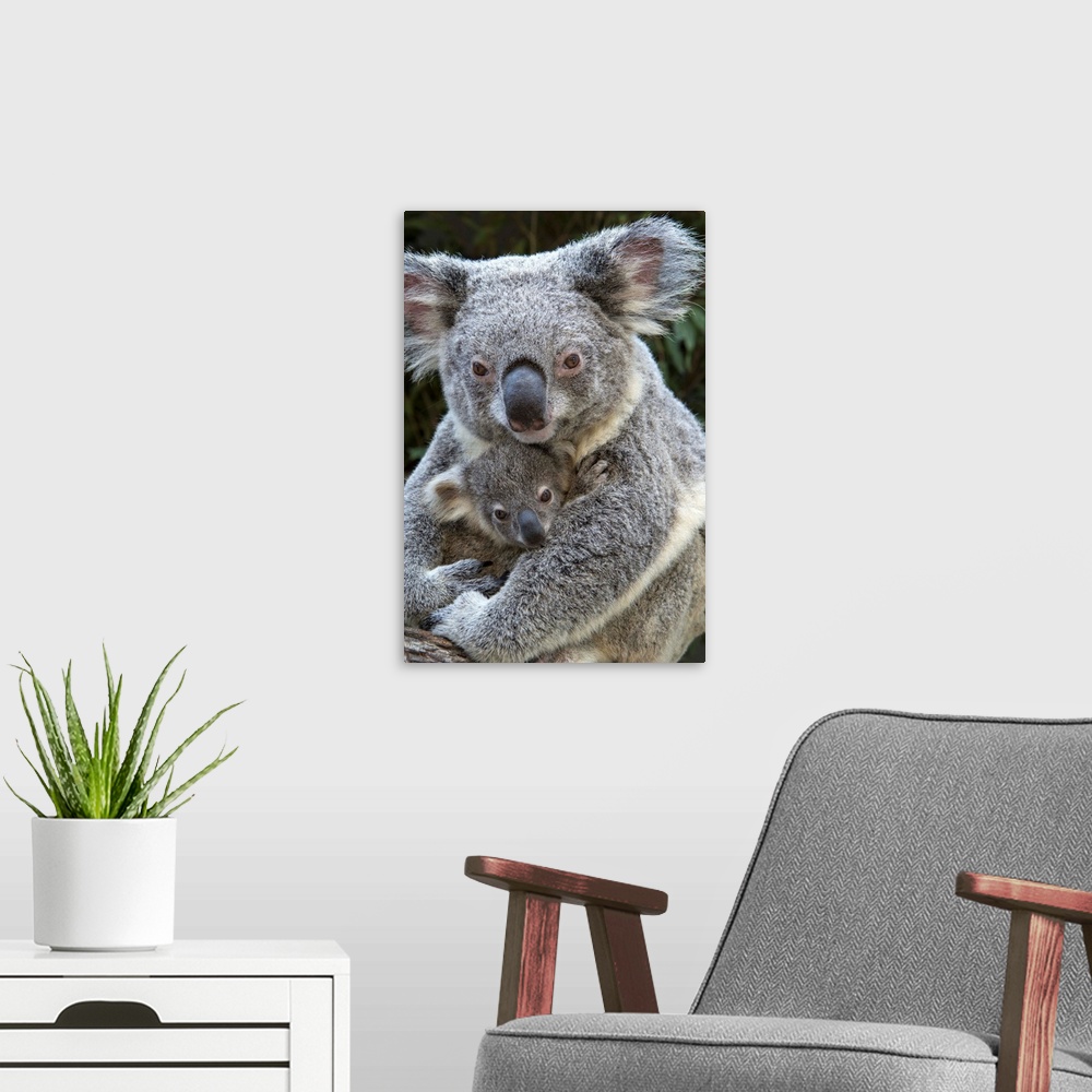 Koala mother holding eight-month-old joey, Queensland, Australia Wall Art, Canvas  Prints, Framed Prints, Wall Peels