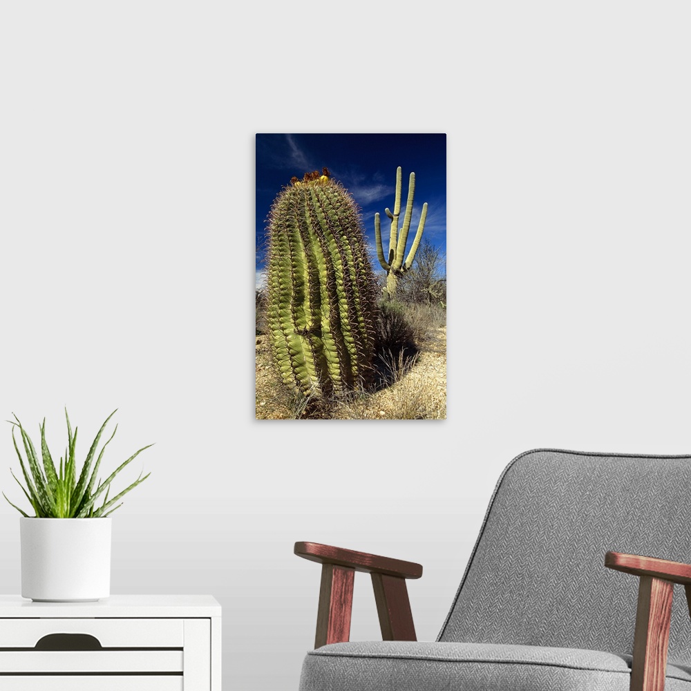 Saguaro with Fishhook Barrel Cactus, Sonoran Desert, Arizona | Large Solid-Faced Canvas, Black Floating Frame Wall Art Print | Great Big Canvas
