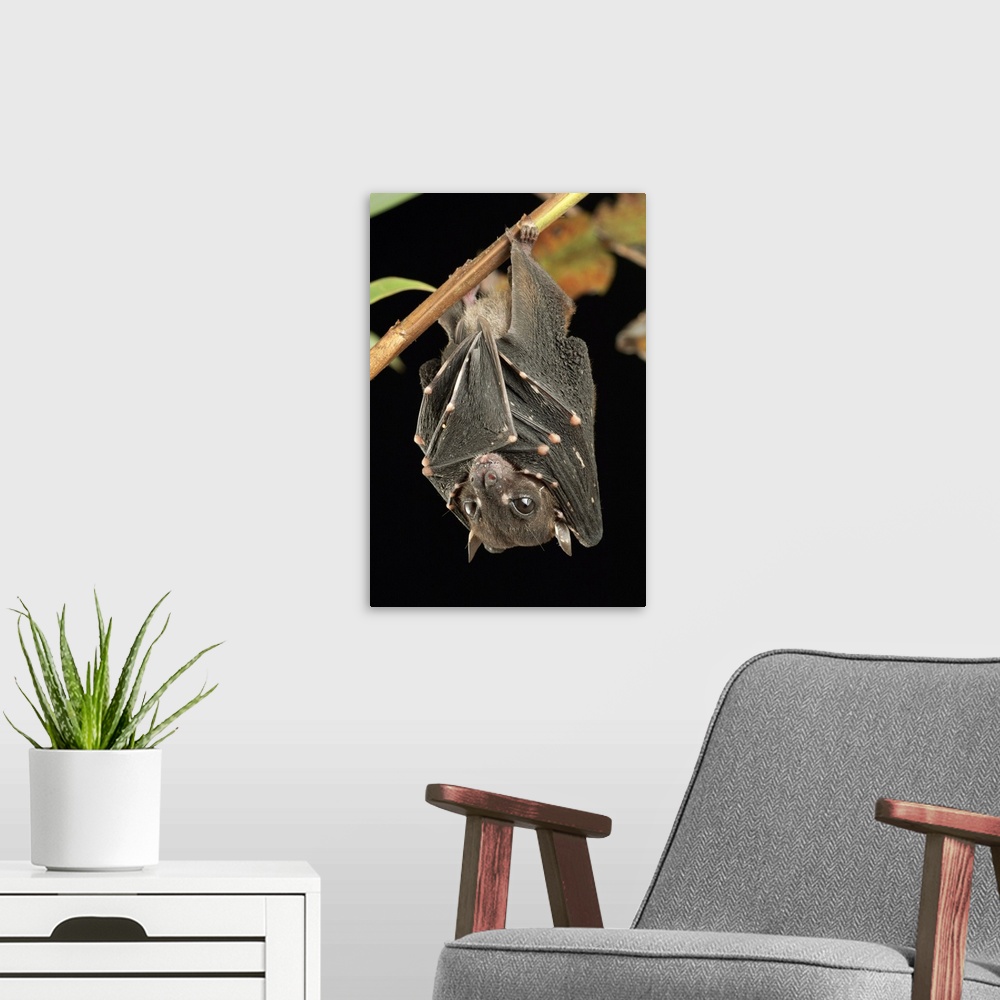 A modern room featuring Spotted-winged Fruit Bat (Balionycteris maculata), one of the world's smallest fruit bat species....
