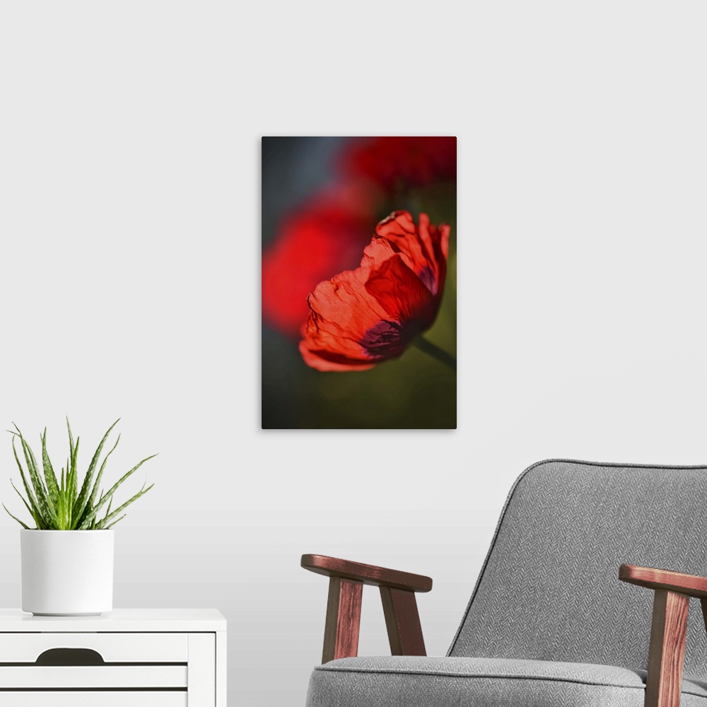 A modern room featuring Closeup of a red poppy in my garden.