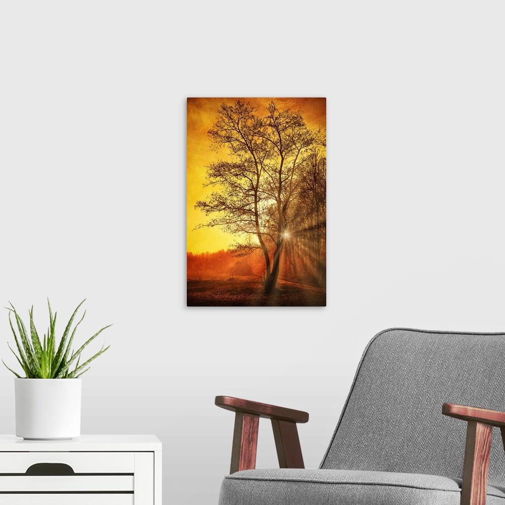 A modern room featuring The sun breaks through a forest with a bare tree in the foreground