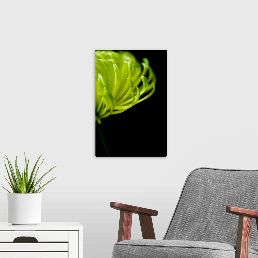 A modern room featuring A photograph taken closely of the petals on a spider chrysanthemum.
