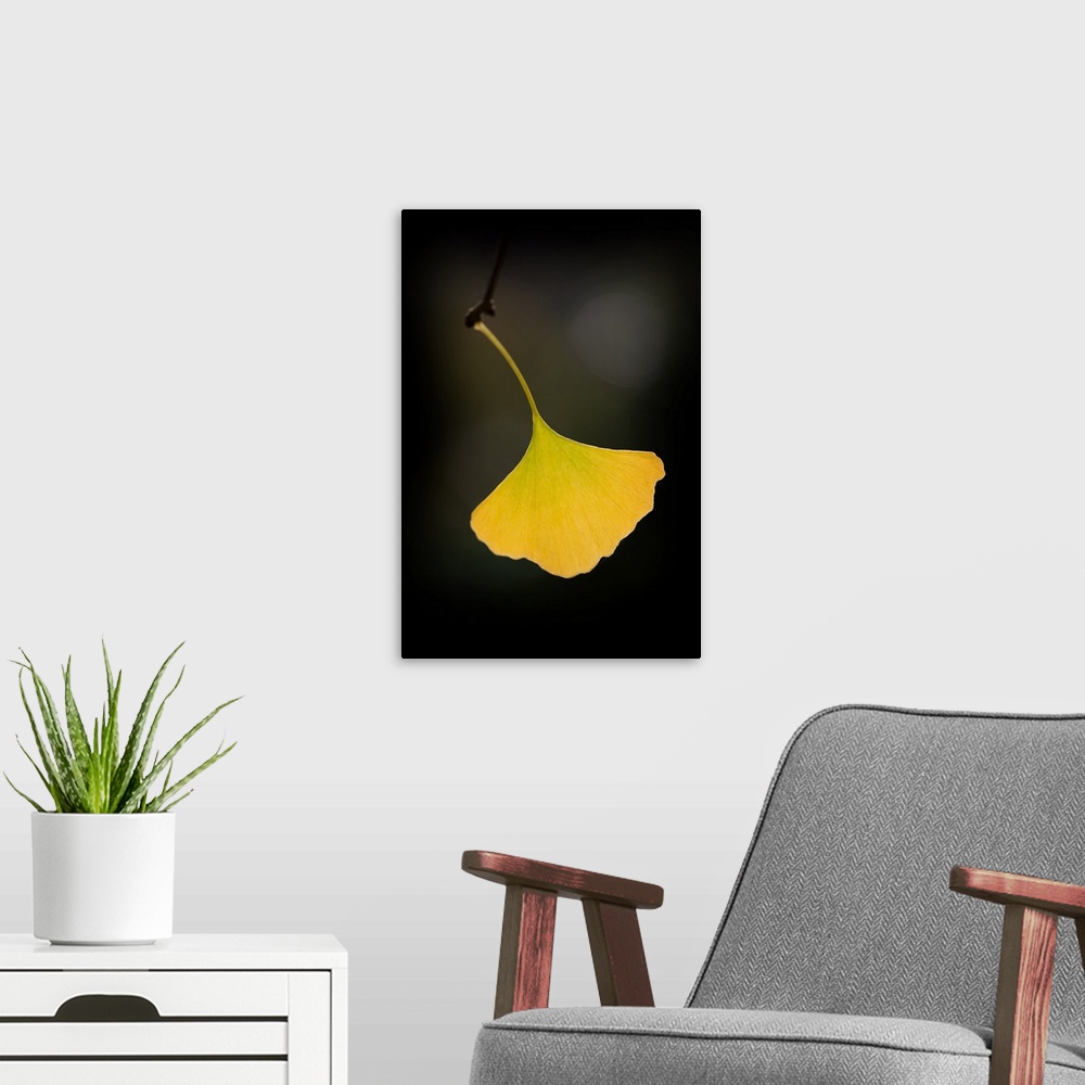 A modern room featuring A single yellow ginkgo leaf hanging off a twig.