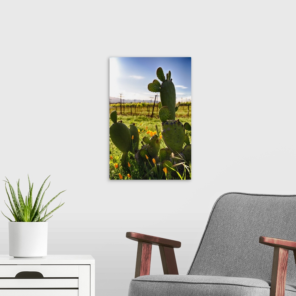 A modern room featuring Close Up View of Cactus and Yellow Poppies, Napa Valley, California