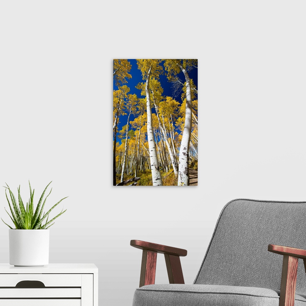 A modern room featuring Aspen trees in a forest, Maroon Bells, Maroon Creek Valley, Aspen, Pitkin County, Colorado, USA