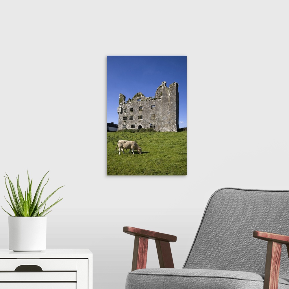 A modern room featuring Charolais Calf by 15th Century Leamanagh Castle, The Burren, County Clare, Ireland