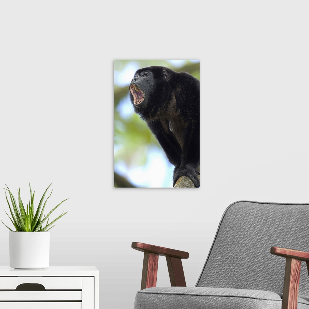 A modern room featuring Close-up of a Black Howler monkey, Costa Rica