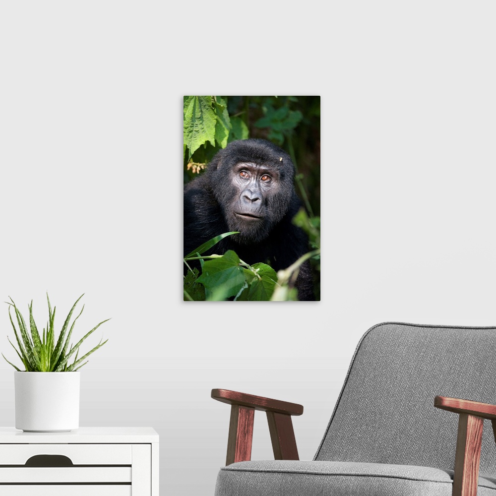 A modern room featuring Close-up of a Mountain gorilla, Bwindi Impenetrable National Park, Uganda