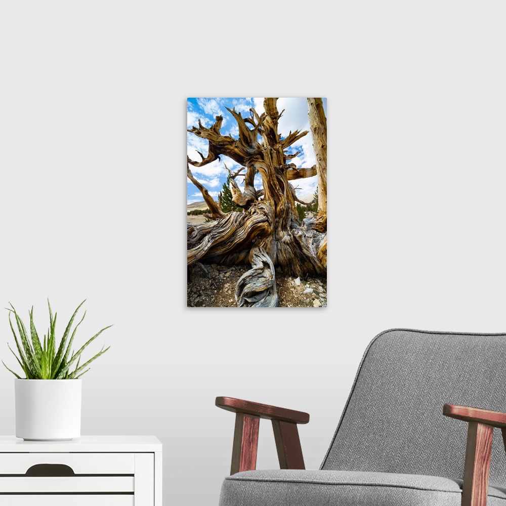 A modern room featuring Close-up of details of Pine tree, Ancient Bristlecone Pine Forest, White Mountains, Inyo County, ...