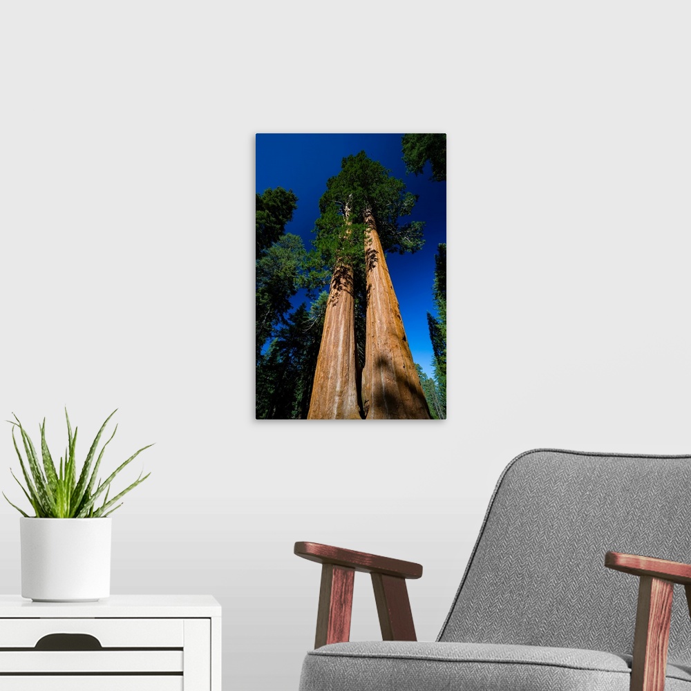 A modern room featuring Giant Sequoia tree in a forest, Sequoia National Park, California, USA