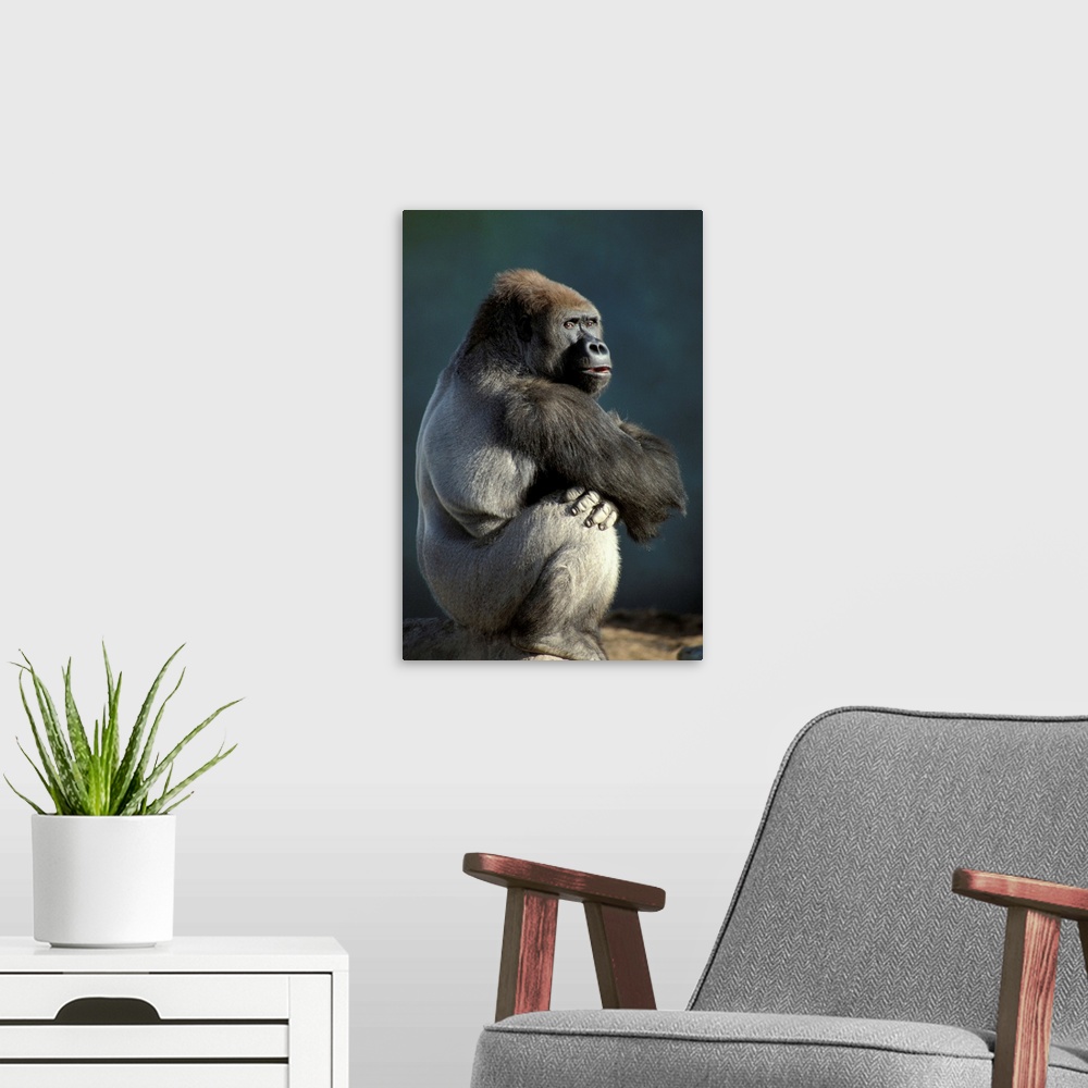 A modern room featuring Gorilla Sitting on a Tree Trunk