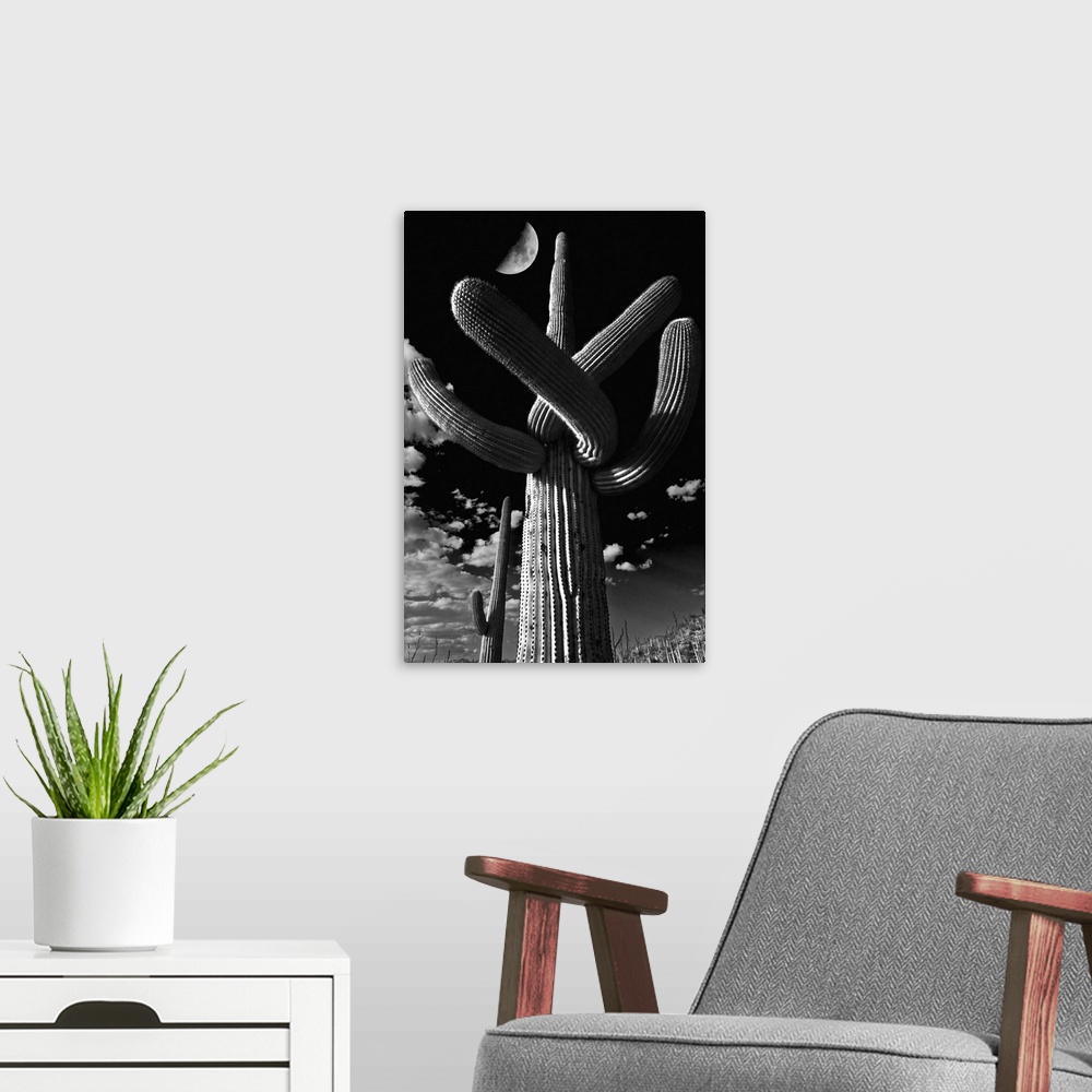 A modern room featuring Low angle view of a Saguaro cactus, Tucson, Pima County, Arizona