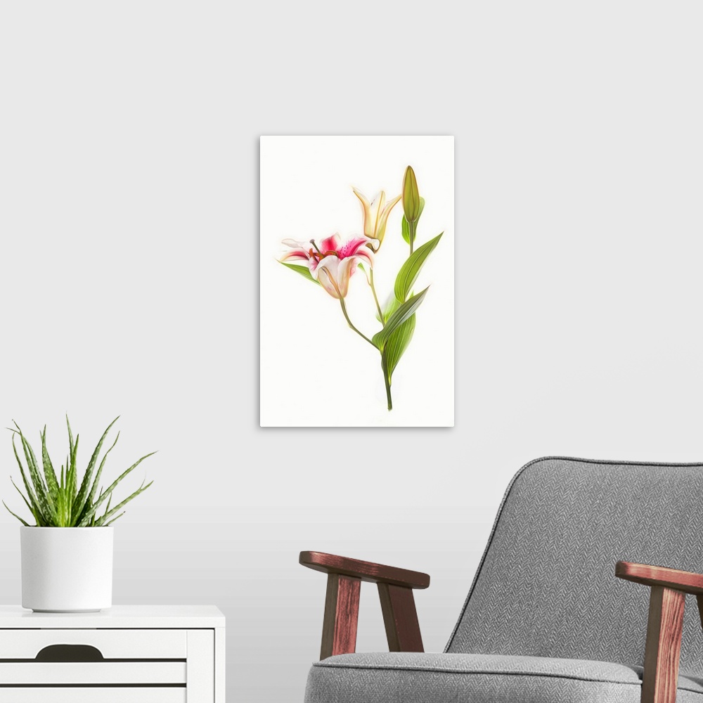 A modern room featuring Stargazer lily flowers against white background.