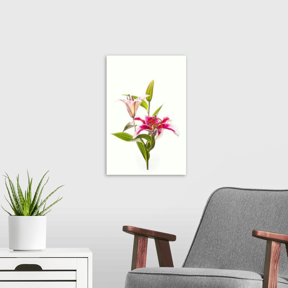 A modern room featuring Stargazer lily flowers against white background.
