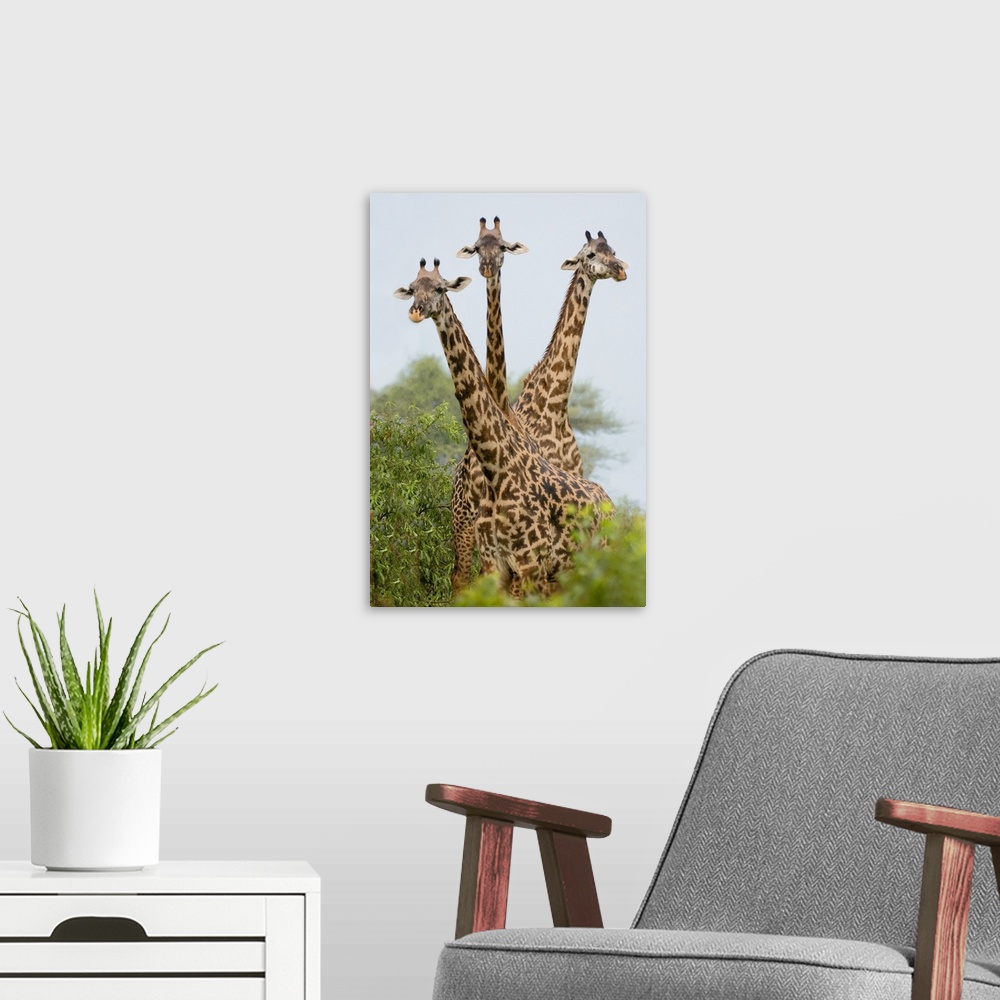 A modern room featuring Up-close vertical panoramic photograph of giraffes overlooking treetops.