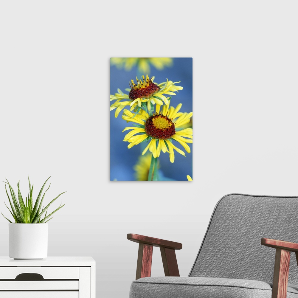 A modern room featuring Yellow Flowers In Bloom