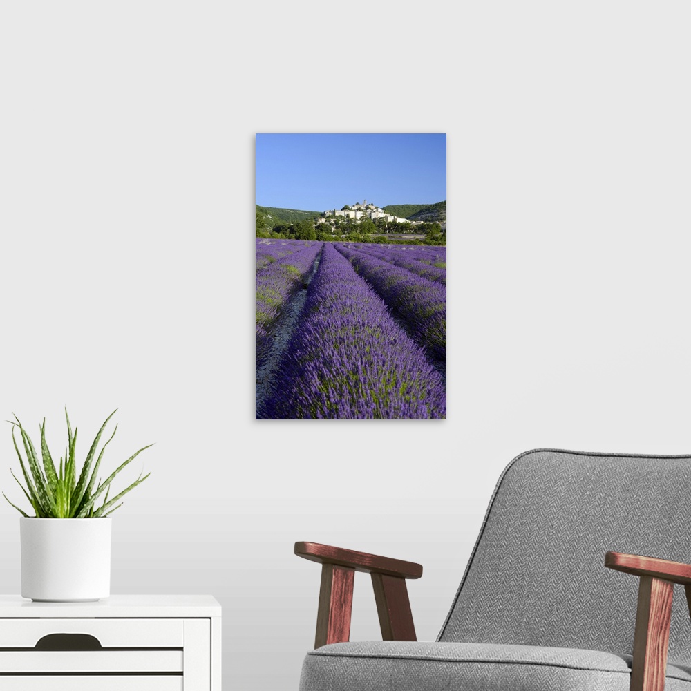 A modern room featuring A field of lavender below the town of Banon, Provence, France, Europe