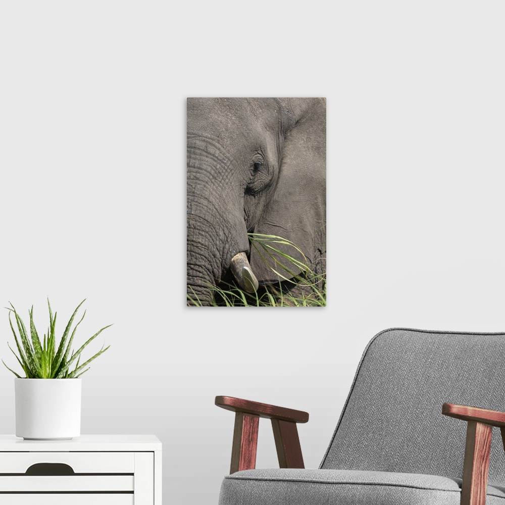 A modern room featuring African elephant (Loxodonta africana) bull close up eating, Chobe river, Botswana, Africa