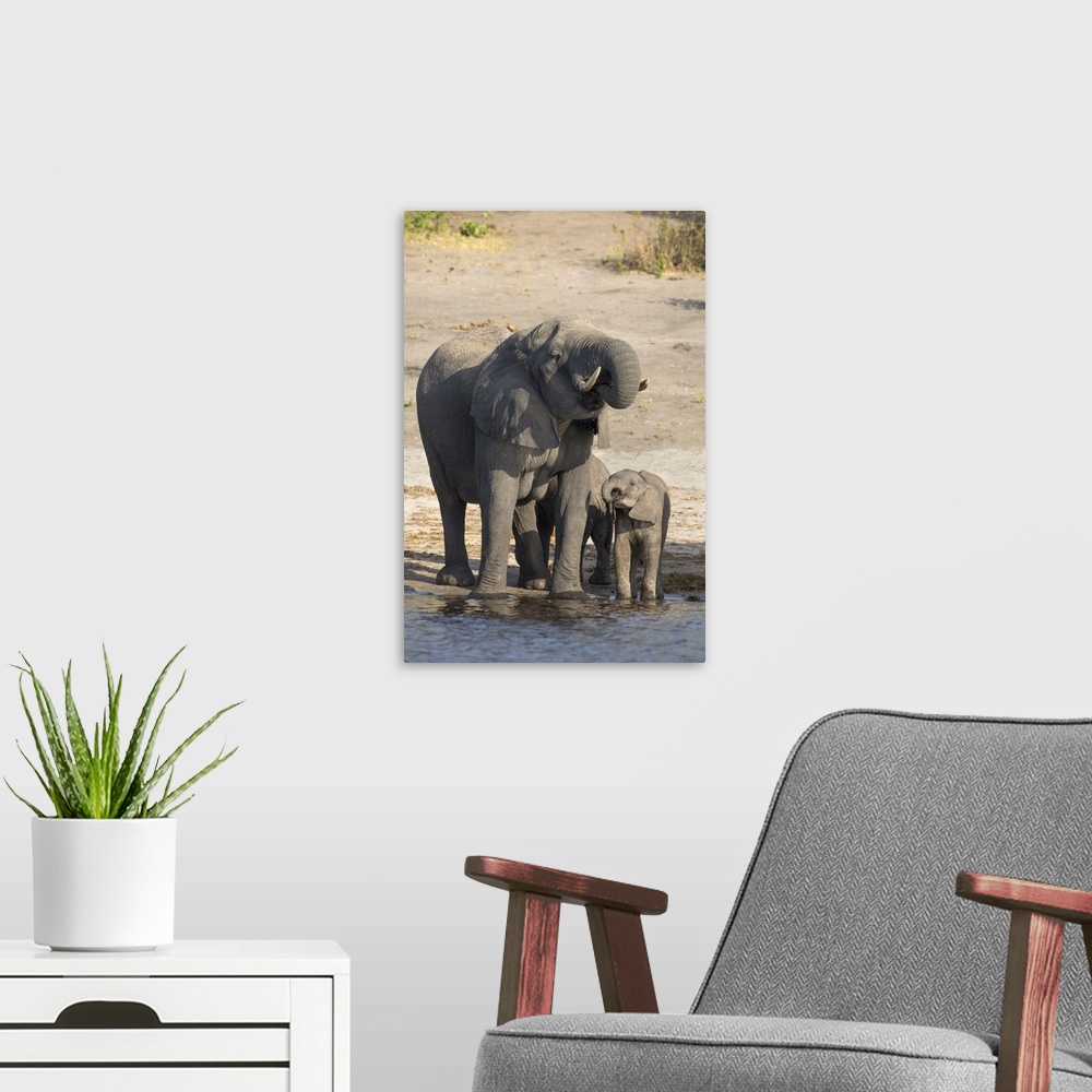 A modern room featuring African elephants (Loxodonta africana) drinking at river, Chobe River, Botswana, Africa