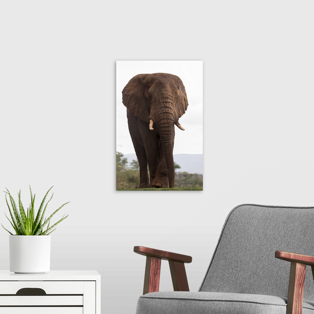 A modern room featuring African elephant (Loxodonta africana), Zimanga private game reserve, KwaZulu-Natal, South Africa,...
