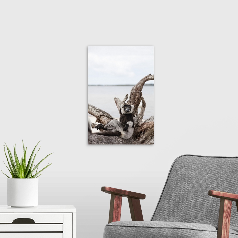 A modern room featuring Black-and-white ruffed lemur (Varecia variegata), Lake Ampitabe, Pangalanes Lakes, Tamatave, Mada...
