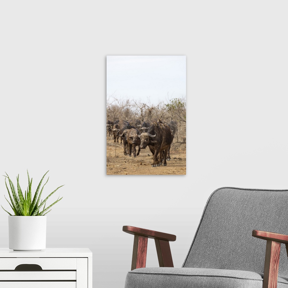 A modern room featuring Cape buffalo (Syncerus caffer) herd, Kruger National Park, South Africa, Africa