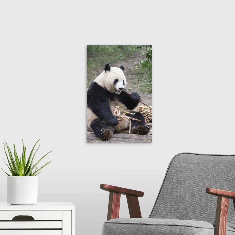 A modern room featuring Chengdu Research Base of Giant Panda Breeding, Chengdu, Sichuan Province, China