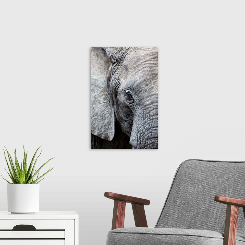 A modern room featuring Eye of the African elephant, Serengeti National Park, Tanzania