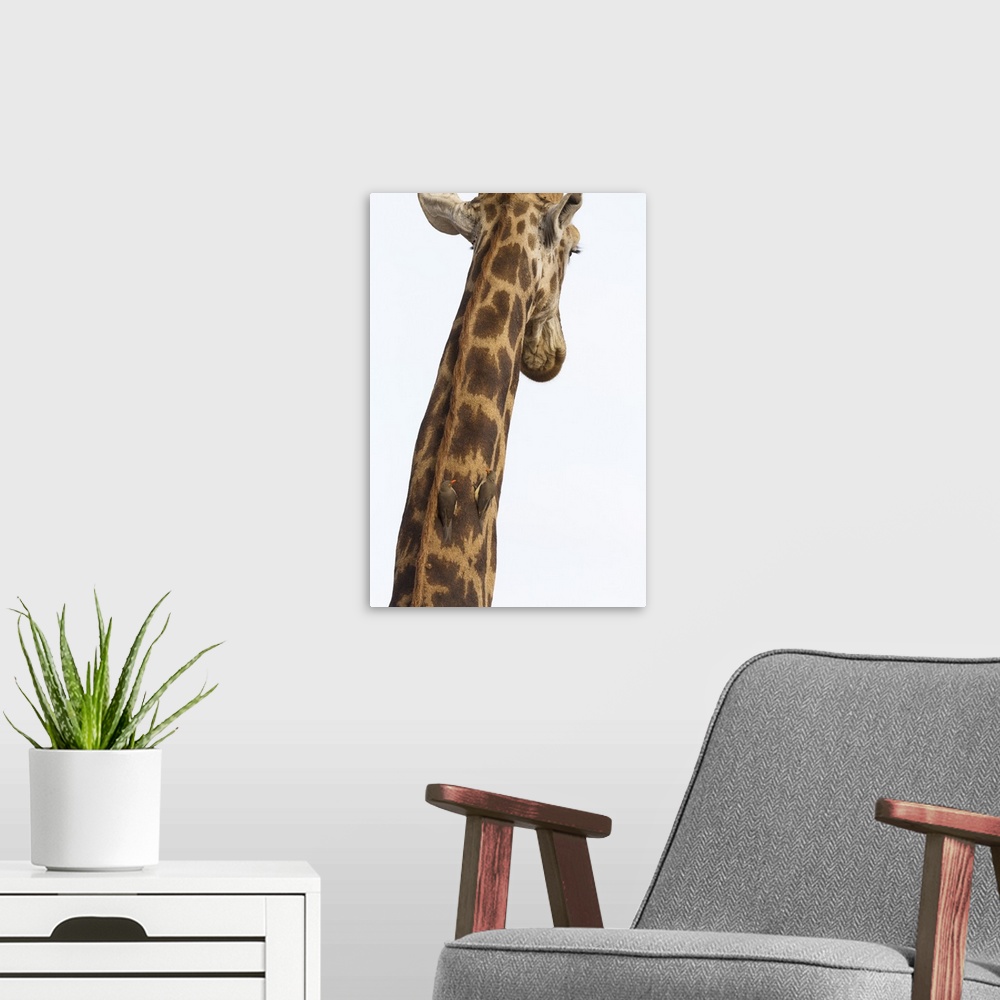 A modern room featuring Giraffe (Giraffa camelopardalis) with redbilled oxpeckers (Buphagus erythrorhynchus), Kruger Nati...