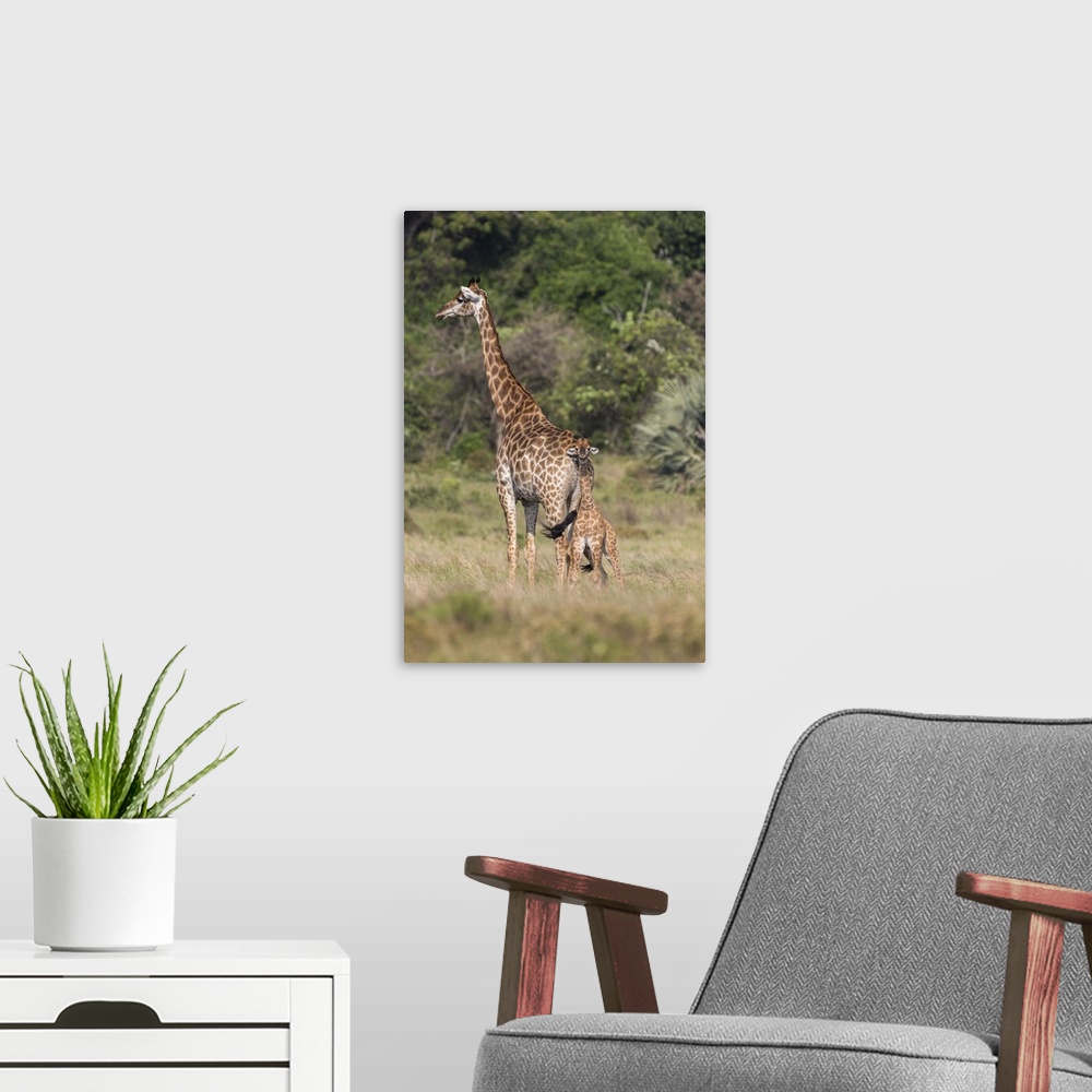 A modern room featuring Giraffe (Giraffa camelopardalis) with small baby, Isimangaliso, KawZulu-Natal, South Africa, Africa