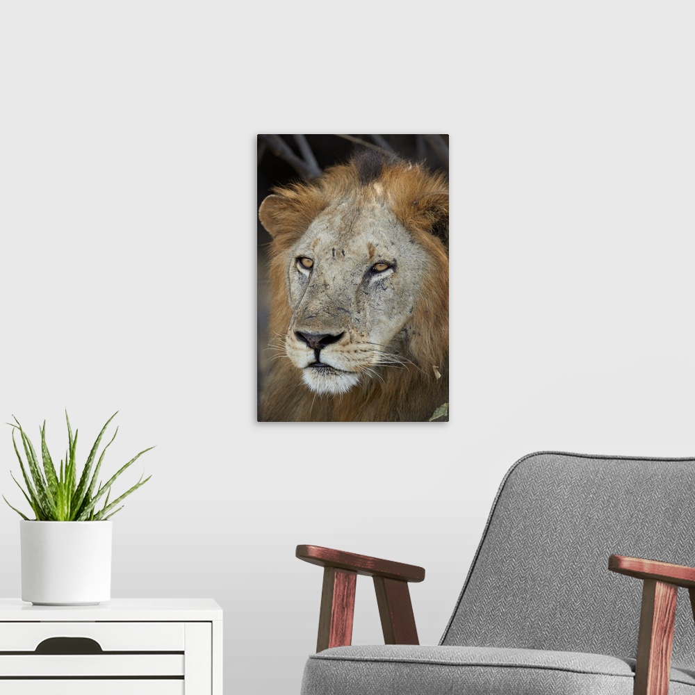 A modern room featuring Lion, Selous Game Reserve, Tanzania