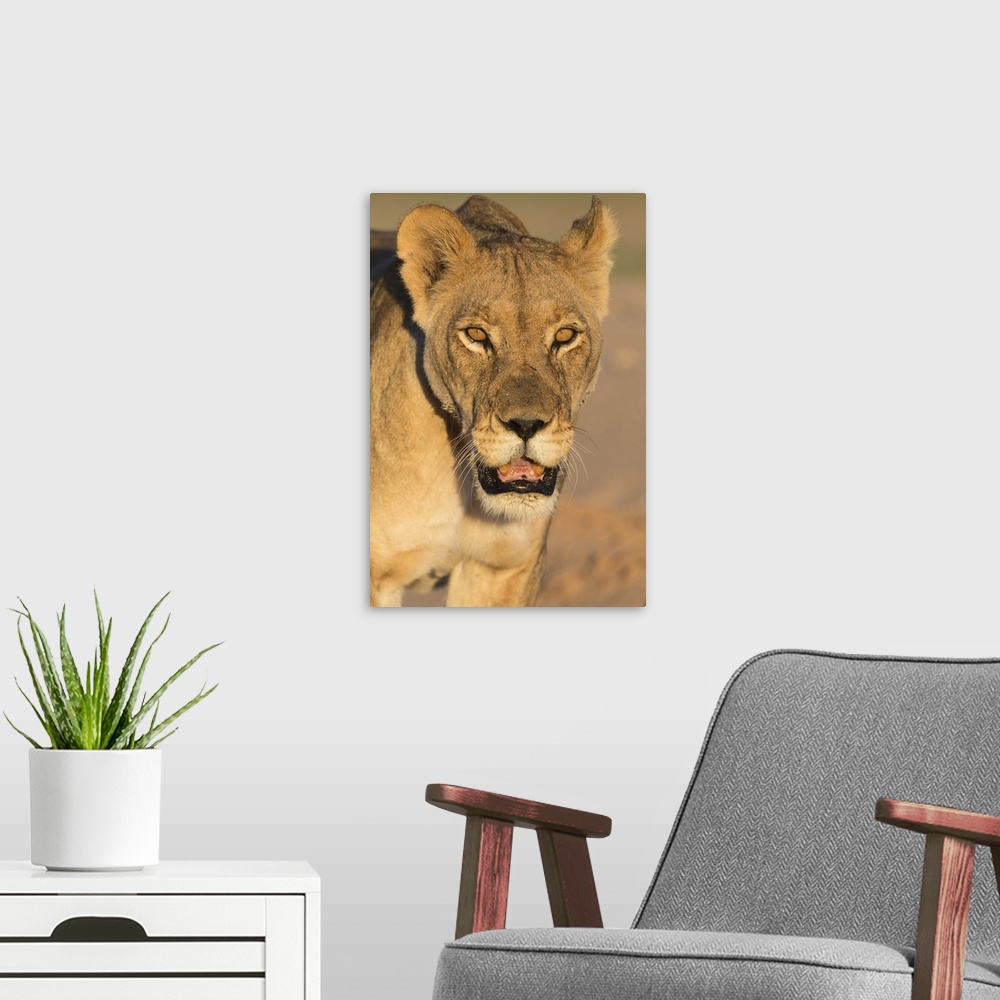 A modern room featuring Lioness (Panthera leo) in the Kalahari, Kgalagadi Transfrontier Park, Northern Cape, South Africa...