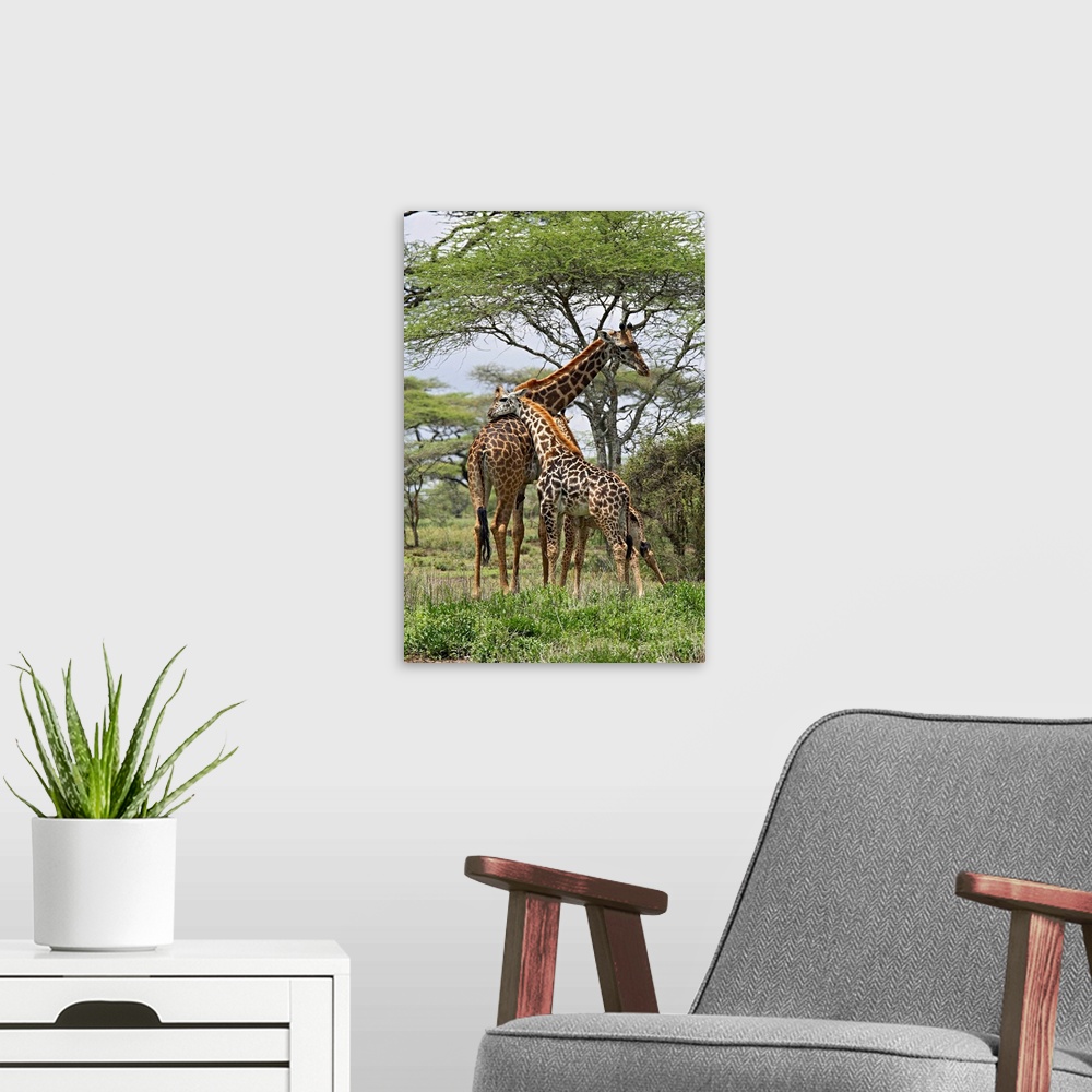 A modern room featuring Masai Giraffe mother and young, Serengeti National Park, Tanzania, Africa