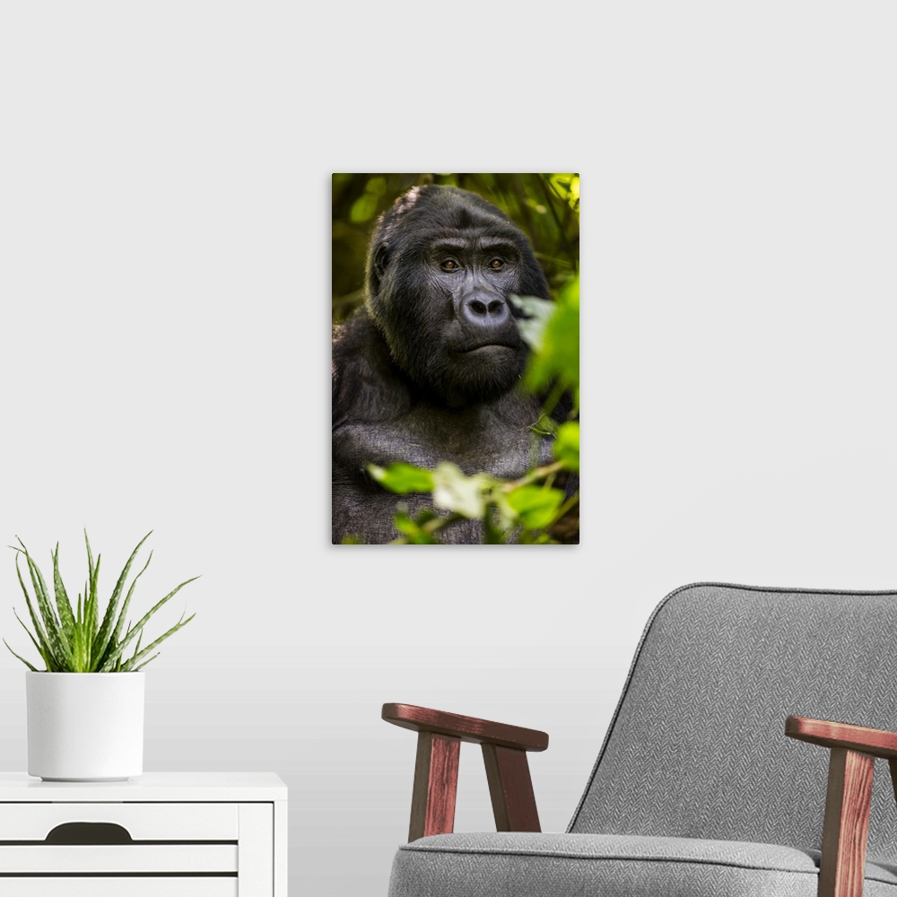 A modern room featuring Mountain gorilla, Bwindi Impenetrable Forest, Uganda
