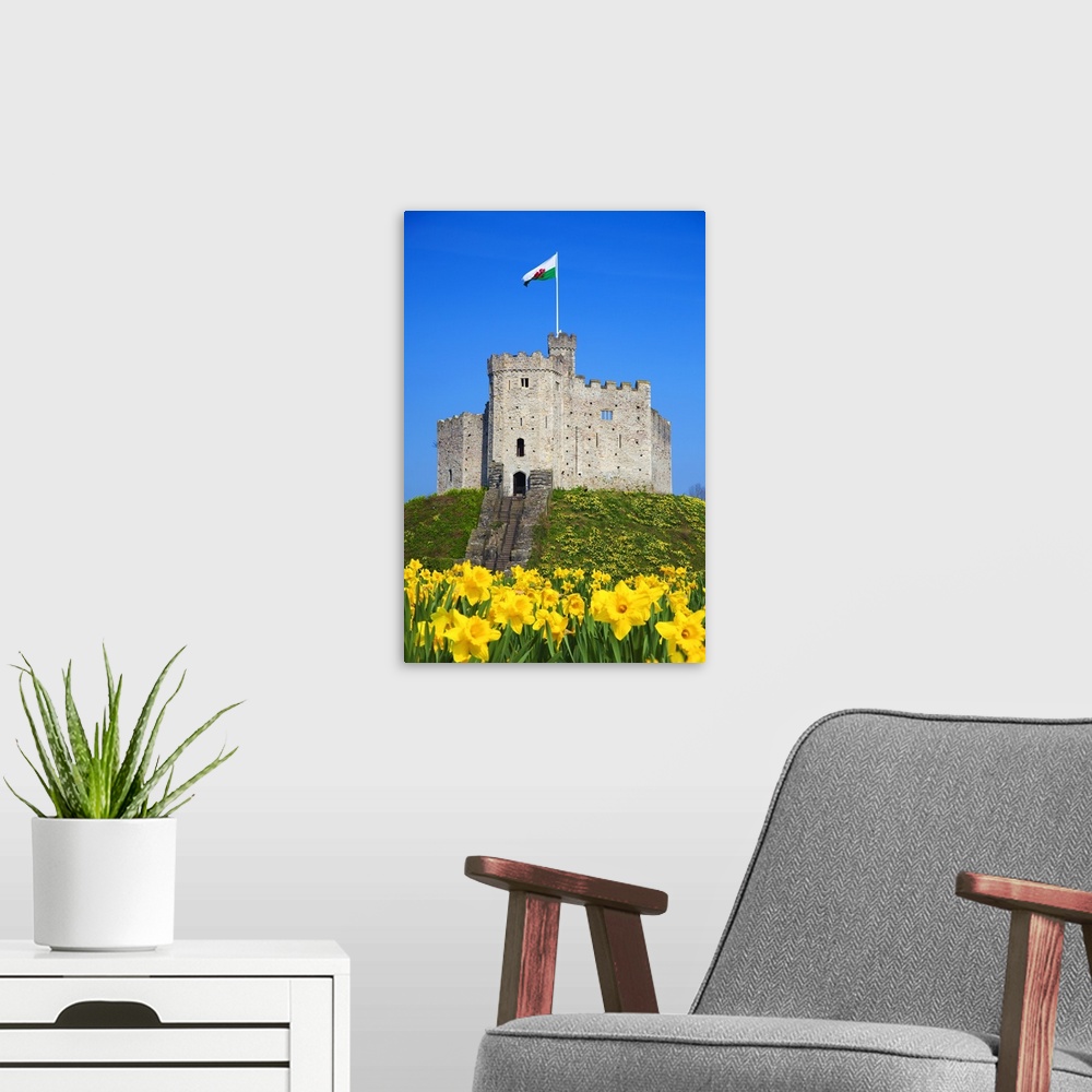 A modern room featuring Norman Keep and daffodils, Cardiff Castle, Cardiff, Wales