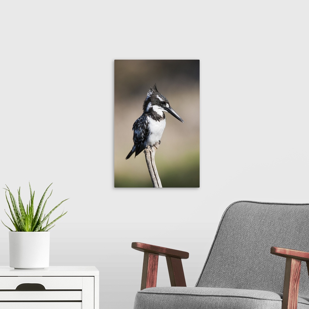 A modern room featuring Pied kingfisher (Ceryle rudis), Intaka Island, Cape Town, South Africa, Africa