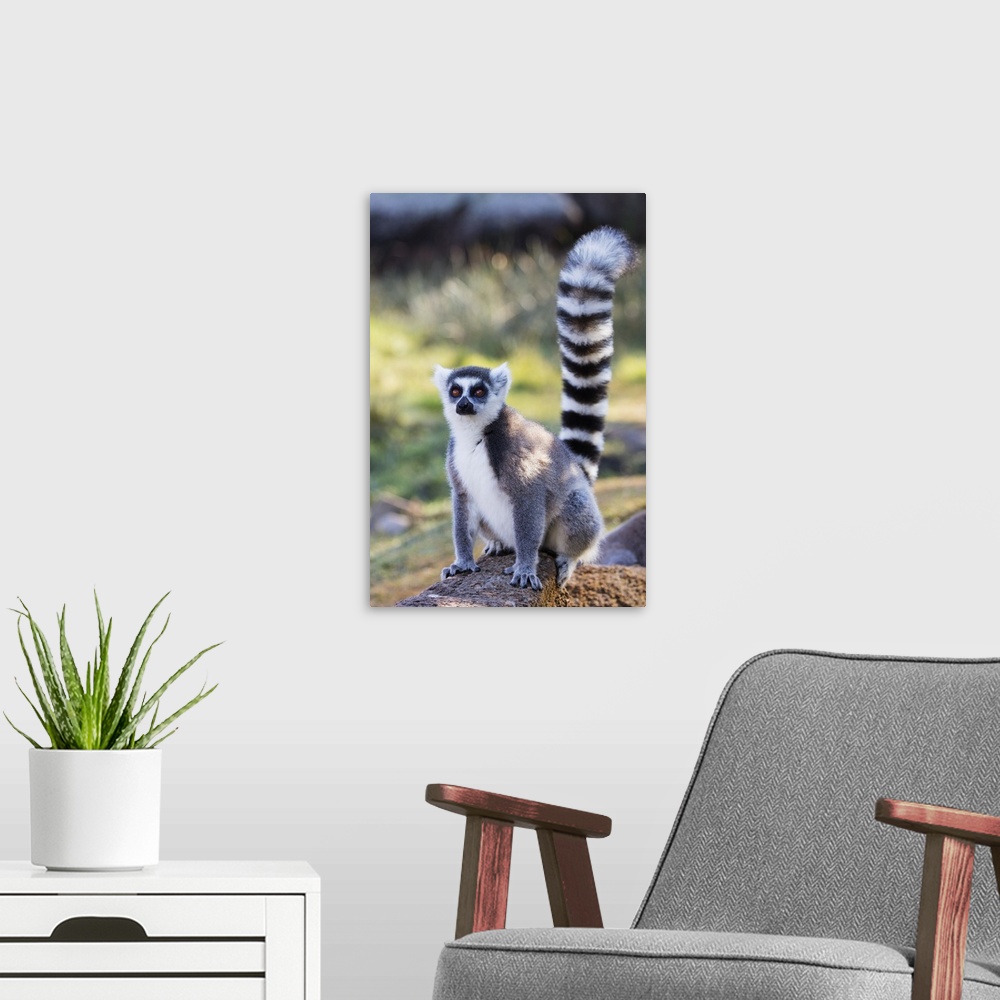 A modern room featuring Ring tailed lemurs (Lemur catta), Anja Reserve, Ambalavao, central area, Madagascar, Africa