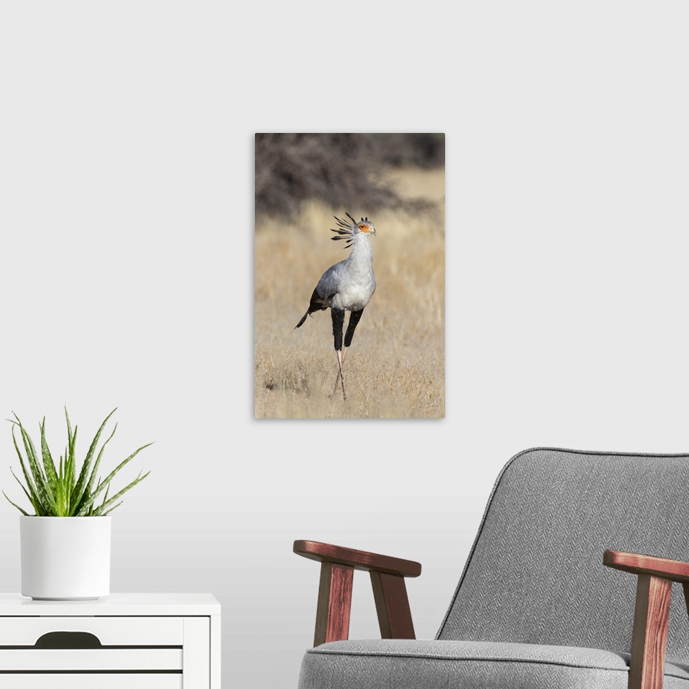 A modern room featuring Secretarybird (Sagittarius serpentarius), Kgalagadi Transfrontier Park, South Africa, Africa