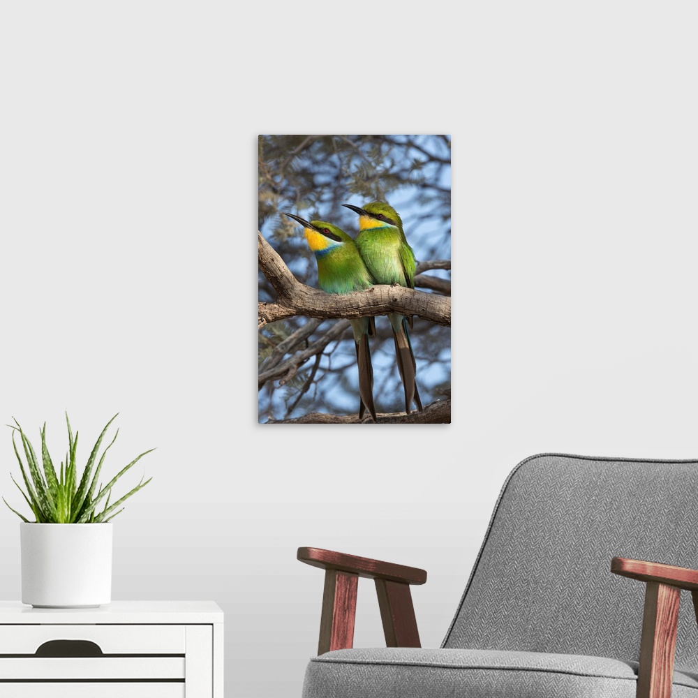 A modern room featuring Swallowtailed bee-eater (Merops hirundineus), Kgalagadi Transfrontier Park, South Africa, Africa