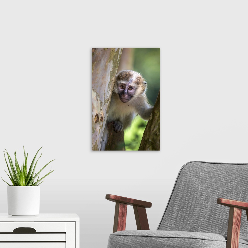 A modern room featuring Vervet monkey, Uganda
