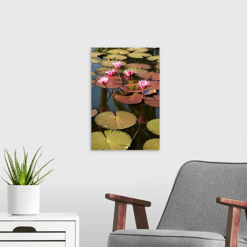 A modern room featuring Water lilies, Goa, India, Asia