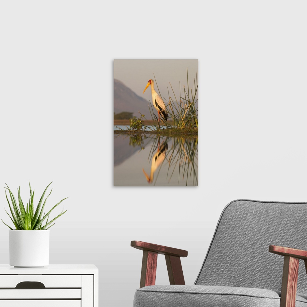 A modern room featuring Yellowbilled stork (Mycteria ibis), Zimanga private game reserve, KwaZulu-Natal, South Africa, Af...
