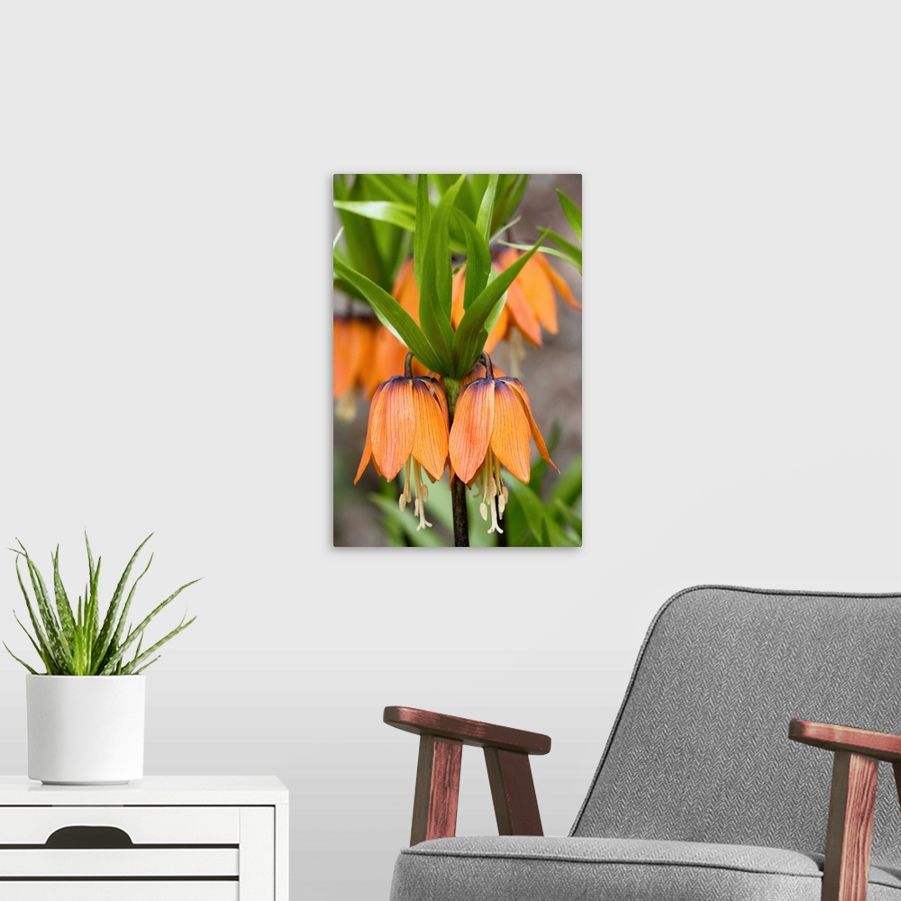 A modern room featuring Crown imperial flowers (Fritillaria imperialis) in a garden. This plant is originally from Centra...