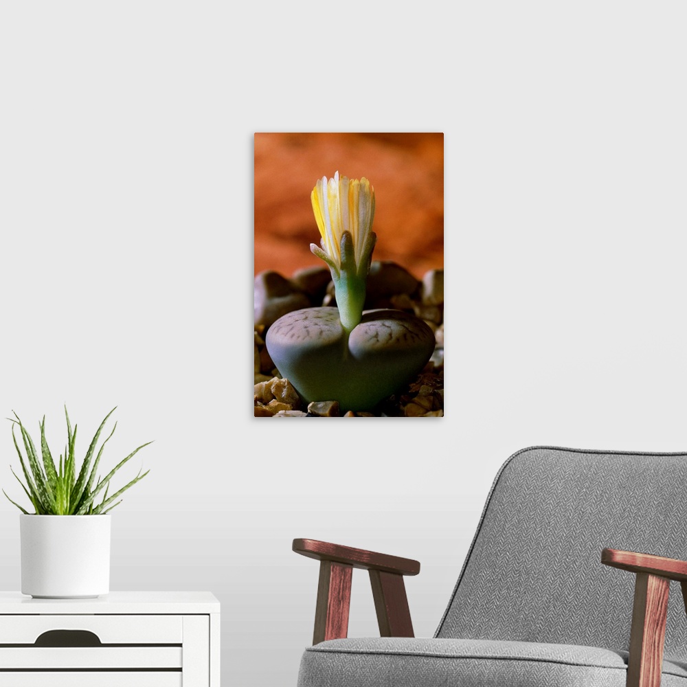 A modern room featuring Living stone flower (Lithops pseudotruncatella dendritica).