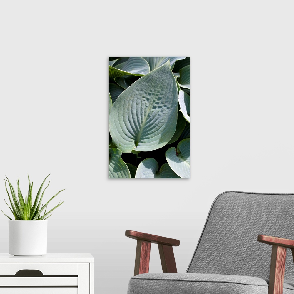 A modern room featuring Plantain lily (Hosta fortunei 'Oriana') leaves.